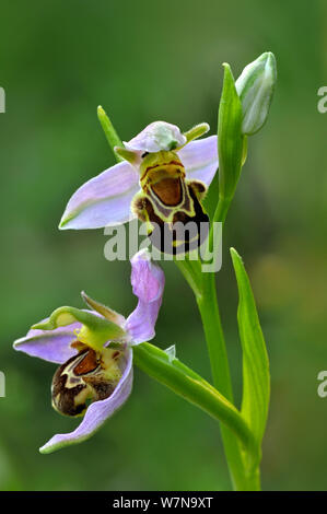 Biene Orchidee (Ophrys Apifera) in Blüte, La Brenne, Frankreich Stockfoto