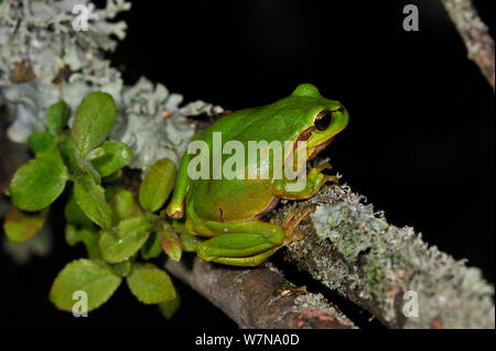 Gemeinsame Laubfrosch (Hyla arborea) sitzen auf Niederlassung in Flechten bedeckt bei Nacht, Brenne, Frankreich, Mai. Stockfoto