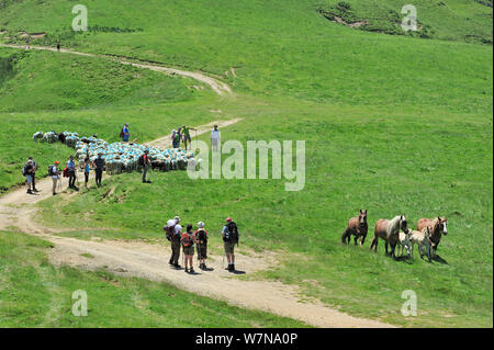 Hirten und Touristen herding Herde Schafe (Ovis aries) Weide in den Bergen entlang der Col du Soulor, mit Freilebenden Pferden, Hautes-Pyrenees, Pyrenäen, Frankreich, Juni 2012 Stockfoto