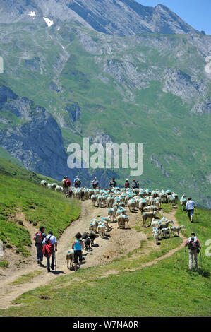 Hirten und Touristen herding Herde Schafe (Ovis aries) Weide in den Bergen entlang der Col du Soulor, Hautes-Pyrenees, Pyrenäen, Frankreich, Juni 2012 Stockfoto