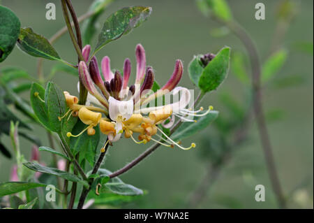 Gemeinsamen Geißblatt (Lonicera Periclymenum) in Blüte, La Brenne, Frankreich, Mai Stockfoto