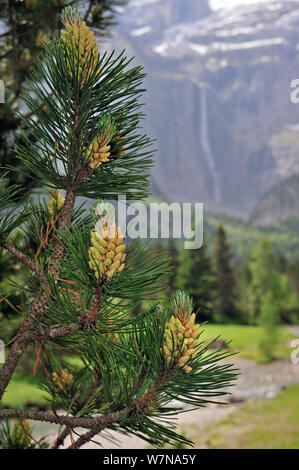 Mugo/Mountain Pine (Pinus mugo), Nadeln und männliche Blüten, Cirque de Gavarnie, Pyrenäen, Frankreich, Juni Stockfoto