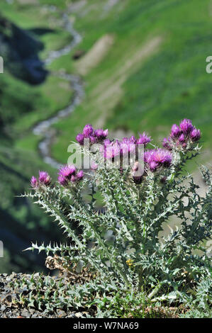 Pyrenäen Distel (Carduus carlinoides) in Blüte, Pyrenäen, Frankreich, Juni Stockfoto