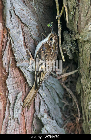 Common treecreeper (Certhia familiaris) am Stamm einer Kiefer Nahrung in Küken im Nest, Ravenwood NR, Wexford, Irland, Juni zu füttern Stockfoto