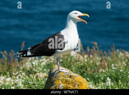 Mehr schwarze backed Gull (Larus marinus) auf Wache über nesting Gebiet, große Saltee Insel, Wexford, Irland, Juni Stockfoto