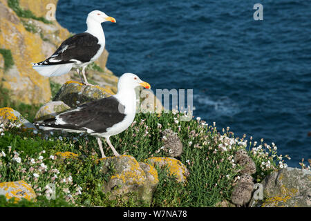 Mehr schwarze backed Gull (Larus marinus) Paar ihre Küken im Nest bewacht, tolle Saltee Insel, Wexford, Irland, Juni Stockfoto