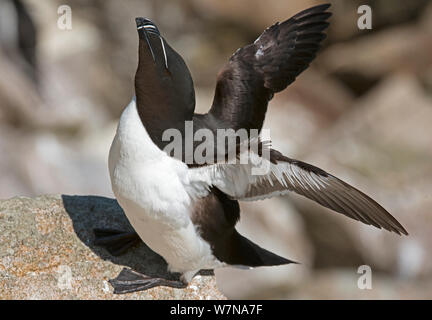 Tordalk (Alca torda) die Ausübung Flügel, große Saltee Insel, Wexford, Irland, Juni Stockfoto