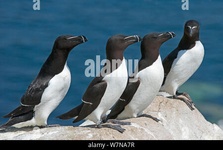 Tordalk (Alca torda) Gruppe von vier gemeinschaftlich ruht auf einem Felsvorsprung, tolle Saltee Insel, Wexford, Irland, Juni Stockfoto