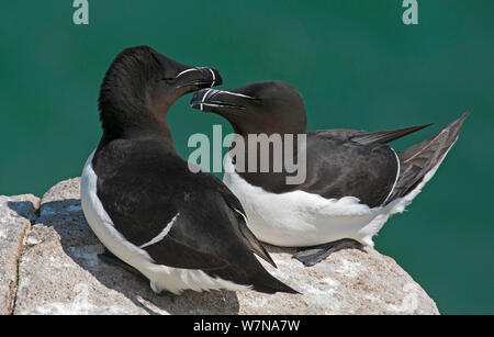 Tordalk (Alca torda) Paar am Nest Website umwerben, große Saltee Insel, Wexford, Irland, Juni Stockfoto