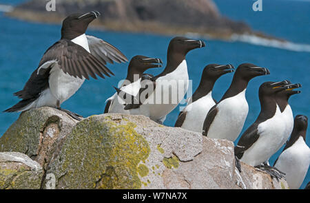 Tordalk (Alca torda) Gruppe von neun gemeinschaftlich ruht auf einem Felsvorsprung, tolle Saltee Insel, Wexford, Irland, Juni Stockfoto