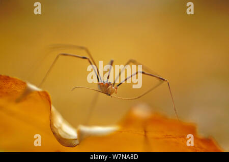 Schnitter (Phalangium opilio) auf Blatt, November Stockfoto