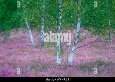 Europäische birke/Moor-birke (Betula pubescens) und Gemeinsame Heidekraut (Calluna vulgaris), Reicherskreuzer Heide, Schlaubetal, Deutschland, August Stockfoto