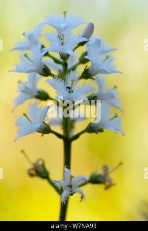 Bogbean/buckbean (Menyanthes dreiblättrige) Blüte, Mai Stockfoto