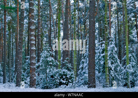 Gemeine Kiefer (Pinus sylvestris), Müritz Nationalpark Deutschland, Januar 2009 Stockfoto