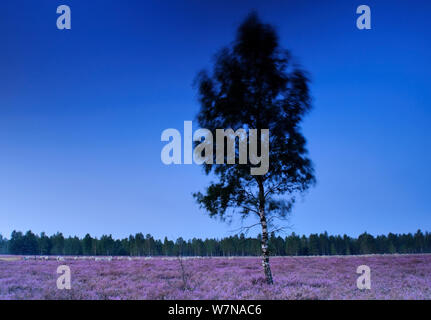 Europäische Birke (Betula pubescens) Baum in Blüte gemeinsame Heidekraut (Calluna vulgaris), Reicherskreuzer Heide, Schlaubetal, Deutschland, Mai Stockfoto