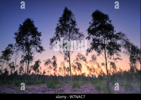 Europäische Birke (Betula pubescens) Bäume in gemeinsamen Heidekraut (Calluna vulgaris) Blühende, Reicherskreuzer Heide/Heide, Schlaubetal, Deutschland, am frühen Morgen, kann Stockfoto