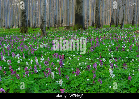 Holewort (Corydalis cava) Blüte in der Buche (Fagus sylvatica) Deutschland, April Stockfoto