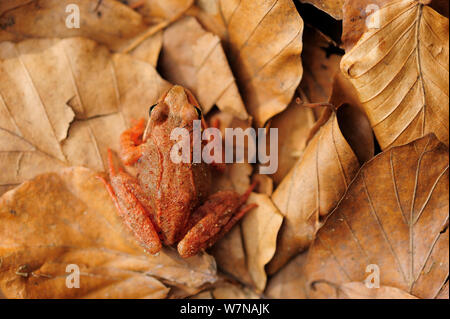 Moorfrosch (Rana arvalis) auf Blätter, Deutschland, April Stockfoto