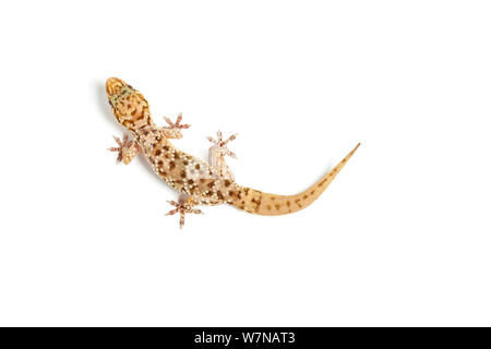Türkische Gecko (Hemidactylus turcicus), Captive, tritt das Mittelmeer, mit Re-gewachsen Schwanz. Stockfoto