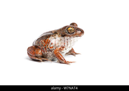 Knoblauchkröte (Pelobates fuscus), Captive, tritt Europa Stockfoto