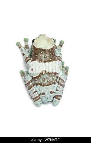 Amazon Milch Frosch (Phrynohyas resinifictrix), Captive, tritt auf, Südamerika Stockfoto