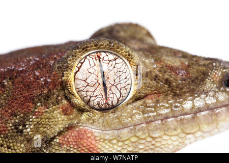 Bavay Giant's/bemoosten Neukaledonischen Gecko (Miniarogekko chahoua), Captive, tritt auf Neukaledonien Stockfoto