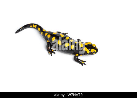 Korsische salamander (Salamandra Korsika), Captive, tritt auf Korsika Stockfoto