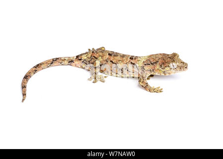 Bavay Giant's Gecko/bemoosten Gecko (Miniarogekko chahoua), Captive, tritt auf Neukaledonien Stockfoto