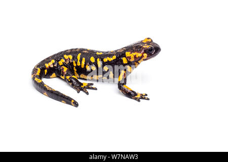 Portugiesische Feuersalamander (Salamandra salamandra gallaica), Captive, tritt Europa. Stockfoto