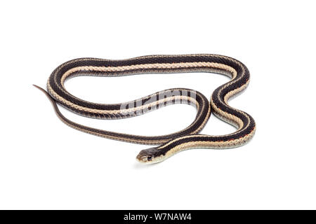 Eastern garter snake (Thamnophis sirtalis sirtalis), Captive, tritt auf, Nordamerika Stockfoto