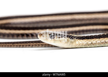 Eastern garter snake (Thamnophis sirtalis sirtalis), Captive, tritt auf, Nordamerika Stockfoto