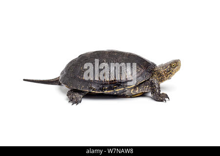 Europäische Teich Schildkröte (Emys orbicularis), auf weißem Hintergrund, Captive, tritt Europa Stockfoto