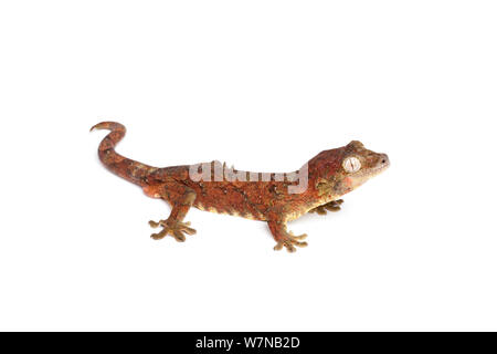 Bavay Giant's Gecko (Mniarogekko chahoua), Captive, tritt auf Neukaledonien Stockfoto