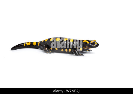 Korsische salamander (Salamandra Korsika), Captive, tritt Corisca Stockfoto
