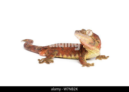 Bavay Giant's Gecko (Mniarogekko chahoua), Captive, tritt auf Neukaledonien Stockfoto