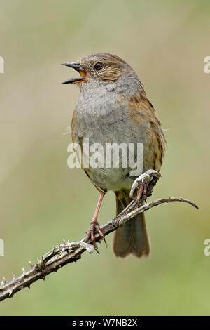 Dunnock (Phasianus colchicus) Porträt der männlichen Gesang, Cornwall, England, UK, Mai Stockfoto