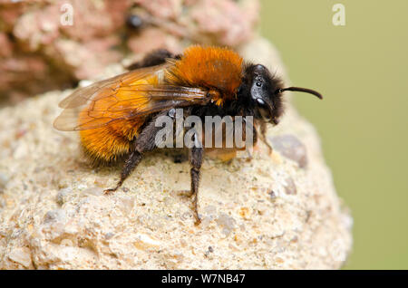 Tawny Bergbau Biene (Andrena fulva) ruht auf Mauerwerk in Garten, Hertfordshire, England, UK, Mai Stockfoto