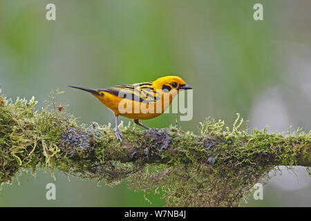 Goldtangare (Tangara arthus) auf Zweig, Mindo, Ecuador gehockt Stockfoto