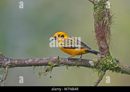 Goldtangare (Tangara arthus) auf Zweig, Mindo, Ecuador gehockt Stockfoto