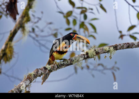 Blass-Unterkiefer (Pteroglossus aracari erythopygius) auf einem Zweig, Mindo, Ecuador gehockt Stockfoto