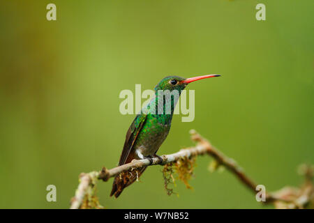 Rufous tailed Kolibri (Amazila tzacatl) auf einem Zweig, Mindo, Ecuador gehockt Stockfoto