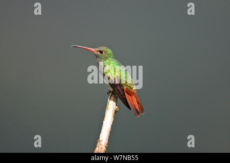 Rufous tailed Kolibris (Amazila tzacatl) auf Zweig, Mindo, Ecuador Stockfoto