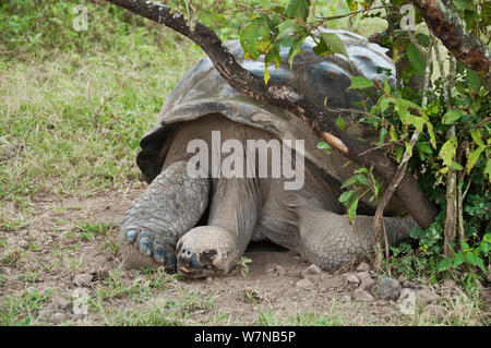 Volcan Alcedo Riesenschildkröten (Chelonoidis nigra vandenburghi) mit einem 12.00 Uhr Siesta, Alcedo Vulkan, Insel Isabela, Galapagos, Ecuador Stockfoto