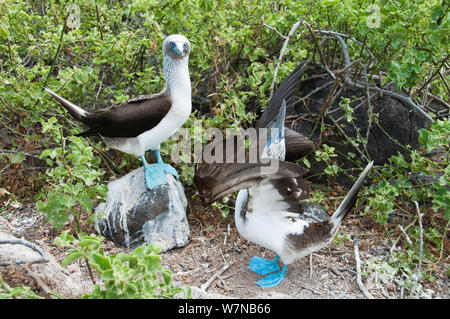 Blue-footed Booby (Sula nebouxii) Paar engagiert in balztanz. Punta Cevallos, Espanola Island, Galapagos, Juni. Stockfoto