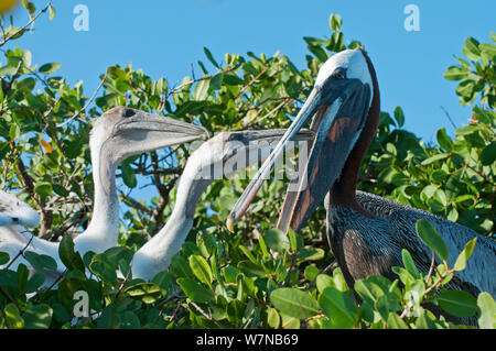 Braunpelikan (Pelecanus occidentalis) Erwachsene mit Küken im Nest, um Fisch zu Erbrechen. Academy Bay, Santa Cruz Island, Galapagos, Ecuador Stockfoto