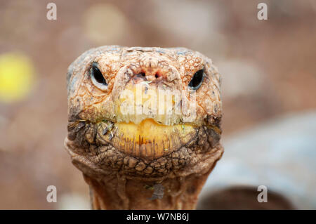 Haube Insel Riesenschildkröte (Chelonoidis nigra hoodensis) für Zucht seit 1960 s verwendet, Schildkröte Aufzuchtzentrum, Puerto Ayora, Isla Santa Cruz, Galapagos, Ecuador, kritisch bedrohte Arten Stockfoto