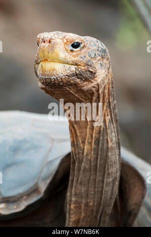 Haube Insel Riesenschildkröte (Chelonoidis nigra hoodensis) für Zucht seit 1960 s verwendet, Schildkröte Aufzuchtzentrum, Puerto Ayora, Isla Santa Cruz, Galapagos, Ecuador, kritisch bedrohte Arten Stockfoto