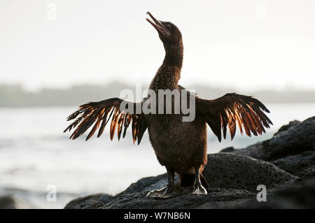 Flugunfähigen Kormoran (Phalacrocorax harrisi) Nannopterum/im klassischen Kormoran wing-Verbreitung darstellen zu trocknen Gefieder. Punta Espinosa, Fernandina Insel, Galapagos, Ecuador, Juni. Stockfoto