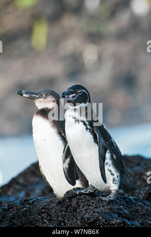 Galápagos-Pinguin (Spheniscus mandiculus) stehend auf küstennahen Vulkangestein. Kinder im Hintergrund. Gefährdet. Die Insel Isabela, Galapagos, Ecuador, Juni. Stockfoto