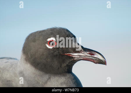 Lava/Dusky Möwe (Leucophaeus Fuliginosus) Kopf hoch. Die Arten endemisch auf die Galapagos, mit rund 1.000 lebenden Personen. Gefährdete Arten. Galapagos, Ecuador, Juni. Stockfoto